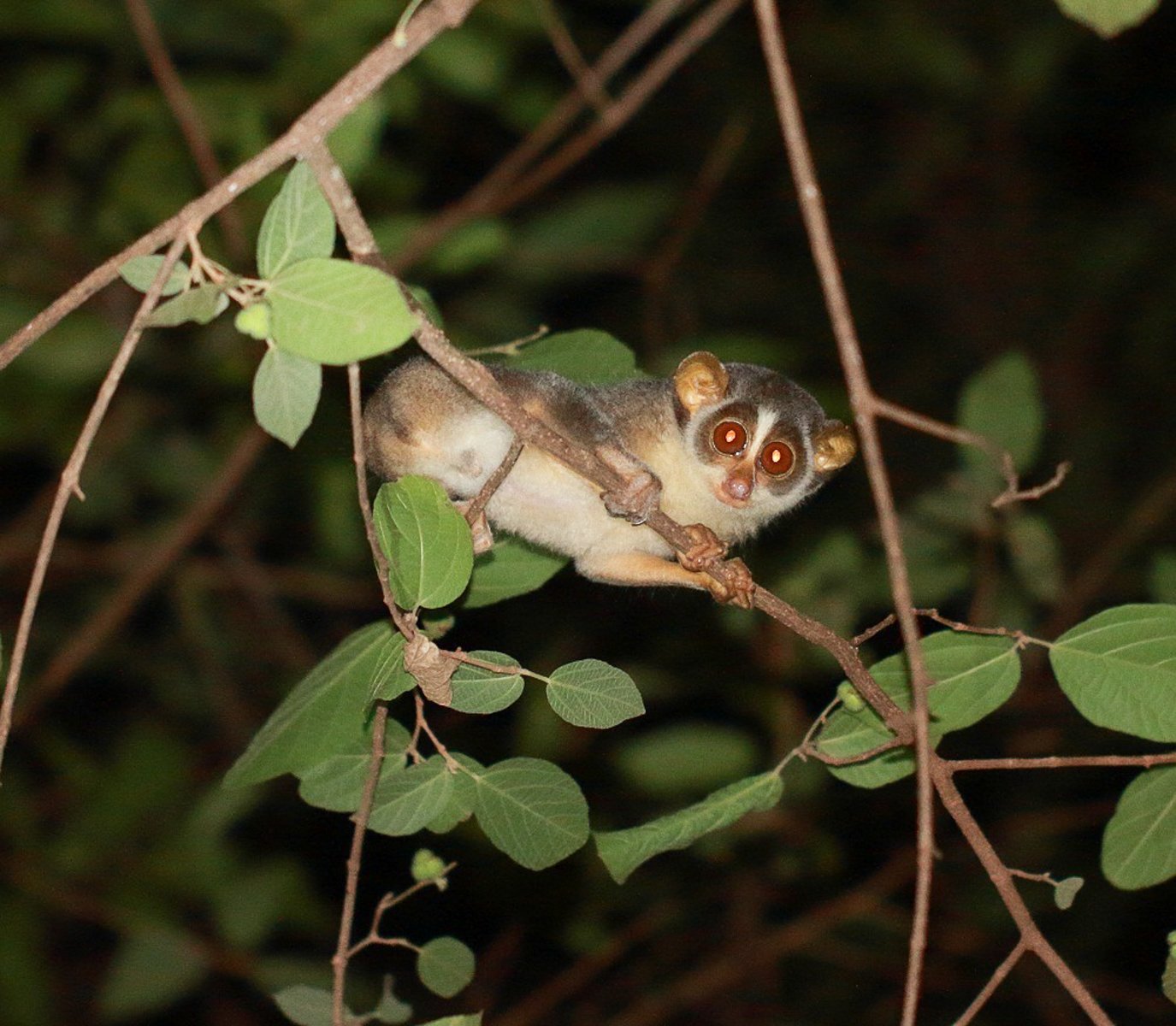 wildlife photography safari Slender Grey Loris 1 Sri Lanka Indika Jayatissa